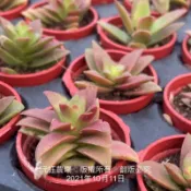 沅鈺農場   多肉植物   一吋盆/赤鬼城（夏天綠色）