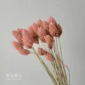 【拾花商行】荷蘭加那利 乾燥花 (珊瑚粉)