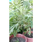 ★【家庭有菜】★★艾草(軟盆/硬盆)混和/一盆一株/限購3盆/嫩葉可食用/民間習俗避邪/曬乾煙燻可防蚊/自動從根部繁殖