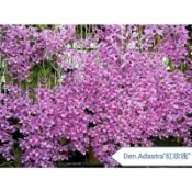 綠意小巷【紅玫瑰】瀑布蘭。天宮石斛蘭。品種大收集。