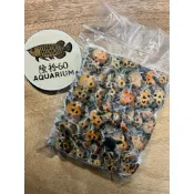 「60 AQUARIUM」  水族飼料/冷凍鱉苗  50隻活體真空包裝