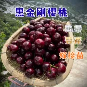 【黑金剛櫻桃】嫁接苗 4吋盆 穩根出貨 陽台果園 櫻桃苗 櫻桃 水果苗 果樹苗 果樹盆栽