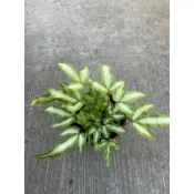 🪴綠植田園🪴鳳尾蕨/3寸盆/蕨類植物/觀葉植物