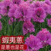 【CoCo園藝】蝦夷蔥(Chives)種子（大花蔥種子）~適合食用花種子&觀賞花卉種子