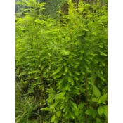 落羽松苗蝦取宅配滿4棵出貨 100-150公分種在移植袋可合併其它品項
