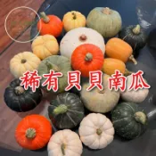 🚀現貨💥貝貝南瓜種子💥栗子南瓜 日本南瓜 迷你南瓜 盆栽南瓜 家庭菜園 陽台種植 瓜果種子 爬藤植物 有機栽培 菜園種子