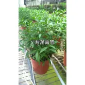 (店+)花森好市-香草植物**甜萬壽菊**-新品萬壽菊/5吋盆/高25-40cm/濃厚的沙士氣味/MA