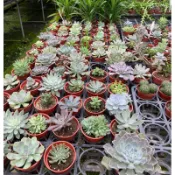 紅舖子 不同品種的石蓮花 現貨都只有ㄧ盆
