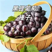 黑提葡萄種子 巨峰葡萄 黑提子 爬藤果樹 盆栽地栽 庭院陽台 台灣可種 果實飽滿 皮薄多汁 新手可試 水果種子