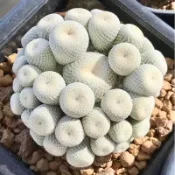 苔鑽🍀❗️促銷一個月❗️月世界 仙人掌/植株約0.5-2公分/實生/塊根植物/多肉植物/辦公室小物/家庭植栽/室內外皆可