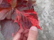 ╭＊田尾玫瑰園＊╯常綠灌木-((紅葉鐵莧.威氏鐵莧))適合綠籬的植物