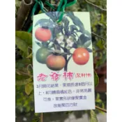 老爺柿｜8吋苗植袋/盆～果樹盆栽⋯