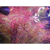 阿馨水草屋。水草造景小紅莓7株39元水上葉水草造景專賣店🌱