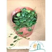 植plant&flower 海龜串椒草
