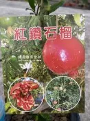 勿直接下標 紅鑽石榴 大果石榴 紅鑽石 石榴 樹苗 盆栽 阡插苗 石榴苗 榭榴 另有 突尼斯 胭脂紅 軟籽 巨大 狀元紅