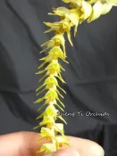 菲律賓原生種大黃穗 Dendrochilum magnum