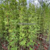 ╭＊田尾玫瑰園＊╯唐竹、四季竹、苦竹、疏節竹【6尺高】250元(植物眾多歡迎詢問) 