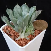 (店+)dongyang 多肉植物-白斑玉露(百合科)