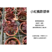 心栽花坊-小紅楓酢漿草/火蕨酢漿草/紅葉酢漿草/3吋/季節限定/觀葉植物/綠化環境/戶外植物/特價60