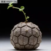 （南非龜甲龍種子）【冬型種】現貨速發 稀有植物種子 好種 發芽率高  南非進口龜甲龍種子 深爬滕庭院植物種子