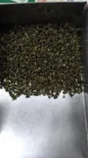 四季春生茶每斤270元。.南投茶農直銷..