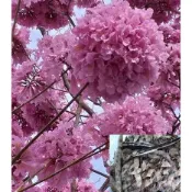  【n0900台灣健立最便宜】2022 現採紅花風鈴木/洋紅風鈴木種子 每包40個