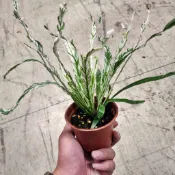 P老闆園藝~斑葉山蘇 3吋盆 觀葉植物