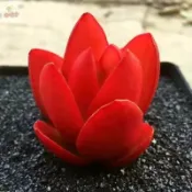 日式園藝造景{罕見多肉稀有}藍色玉露多肉種子蝴蝶之舞種子冰燈水晶藍鏡無暇玉露粉元寶帝玉紫色