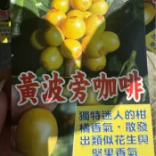 新品種～黃波旁咖啡苗/樹苗/水果樹苗/果苗/嫁接/盆栽/熱帶果苗樹/矮種果樹