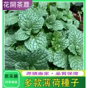 【薄荷種子】超多款薄荷種子驅蚊薄荷 香水薄荷 可食用薄荷種子四季種植好養易活繁殖強庭院盆栽 易爆盆