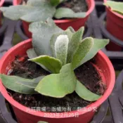 沅鈺農場   蕨類植物   鹿角蕨-圓盾