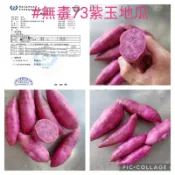 73號紫玉地瓜番薯1顆5元 小顆小小顆 無毒地瓜氣炸鍋專用規格 381樣農藥檢驗 未檢出 慧軒農場 各式台農地瓜也都有賣