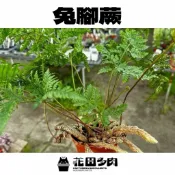 《花田多肉II》🌵【兔腳蕨】 3吋盆 觀葉植物/室內植物/蕨類