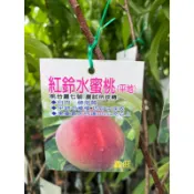 頂耀園藝 紅鈴水蜜桃（台農7號）高度約40-60公分 （授權之品種；絕非山寨版）