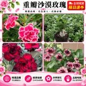 台灣現貨🌹【重辦沙漠玫瑰花苗】🌹 3吋盆/稀有品種沙漠玫瑰 藍色芭蕾名貴品種 沙漠玫瑰種苗 四季播種陽臺盆栽植物花卉