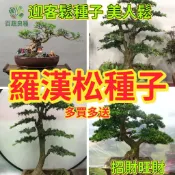 【台灣松/黃山松】迎客松種子 盆栽盆景素材 象徵迎賓招財 台灣氣候可種 陽台也能種 羅漢松造景盆栽種子