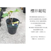 心栽花坊-櫻井葡萄/4吋/葡萄品種/水果苗/特價120