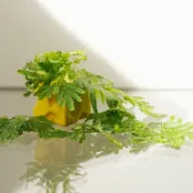 觀賞小蕨類直徑6.5公分小盒裝!好看小植物!蕨類系列！黃金捲伯蕨!珊瑚捲伯蕨!大葉捲伯蕨