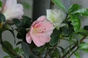 【優勢】日本皋月杜鵑苗~品種名“錦重“