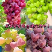現貨 新種 葡萄樹種子 (50粒）四季高產 葡萄苗 水果 當年結果 庭院 陽台 耐寒高產 巨峰葡萄