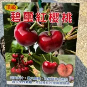 田尾玫瑰園 l 碧璽紅櫻桃、櫻桃苗【4.5吋黑軟盆 高度約30cm】甜美多汁 果大豐產 平地高山皆可種 水果苗 嫁接苗