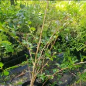 金萱茶苗滿4棵出貨 德化紅玉茶苗烏龍茶苗28號佛手茶苗四季春茶苗福建茶可合併不同植物