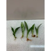 ⭐️ 銀脈虎尾蘭/ 金邊虎尾蘭/ 短葉虎尾蘭/ 側芽/ 裸根/ 淨化空氣