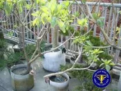 ╭＊田尾玫瑰園＊╯新興景觀植物(白水木)30-40cm35元-.型優美.蟲害又少
