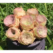 ↠有植感↞▮馬帕爾▮ 馬帕爾山地玫瑰 韓國多肉 山地玫瑰多肉 多肉植物 多肉 景天科  多肉 觀葉植物 山玫系列