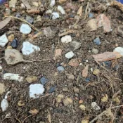 (店+)【欣榮園藝資材行】中大型盆栽專用土1公升 小型果樹 木本植物 白水木 琴葉榕 泥炭土 培養土 陽明山土