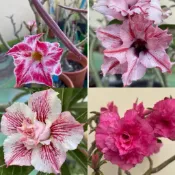 【沙漠玫瑰種子】高發芽率 耐旱植物 珍稀重瓣品系 多肉植物