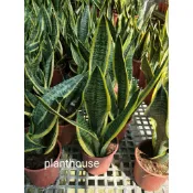 ●○植宅●○虎尾蘭(黃邊虎尾蘭)●○5/6吋●○觀葉植物●○