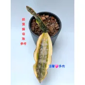 [1150801更新] Kirkii Coppertone var 銅葉錦 虎尾蘭 (多 🌵溫馨の多肉🌞 觀賞 多肉植物