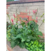 紅蓮蕉 紅色美人蕉 蓮蕉花 種子 手作素材/婚嫁 花苗